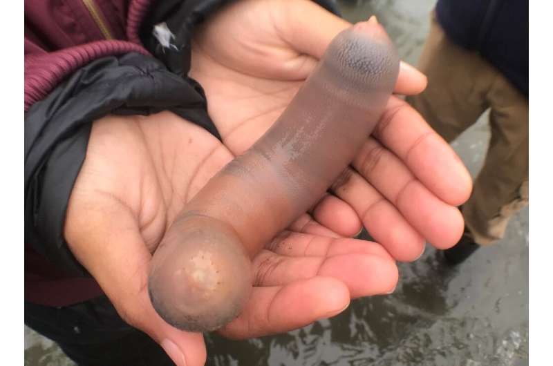 A person holds a fat innkeeper worm  in Bodega Beach, California in a picture released by iNaturalist