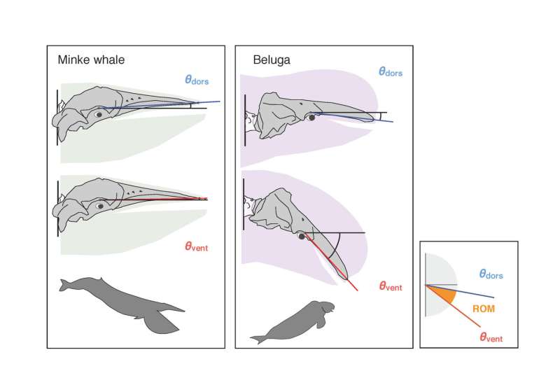 A 'pivotal' moment for understanding whale evolution