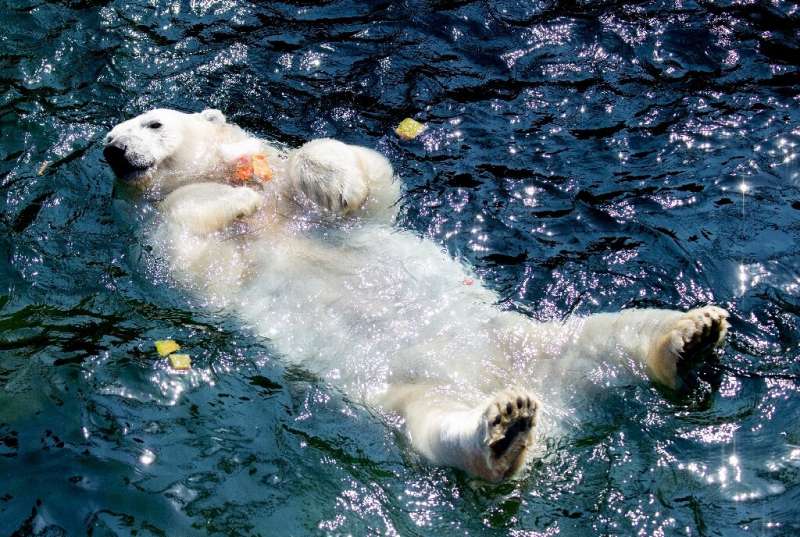 A polar bear at Hanover's zoo took to the water in the heatwave
