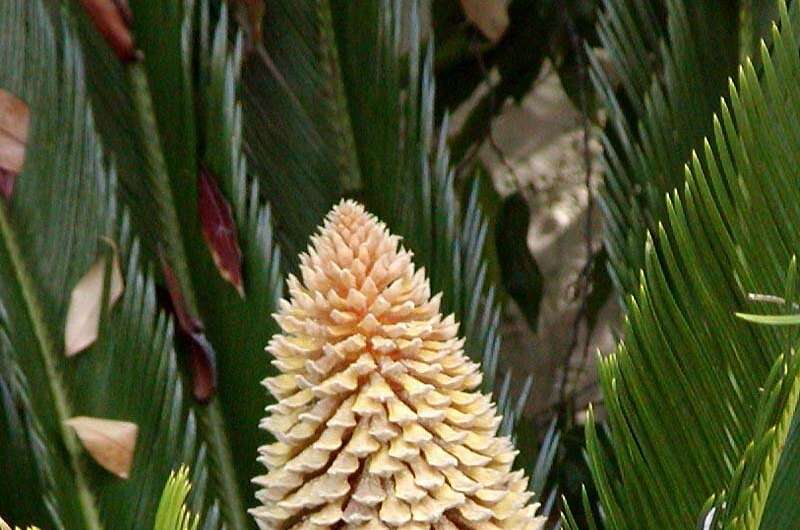 Appearance of male and female cycad on Isle of Wight an indicator of global warming