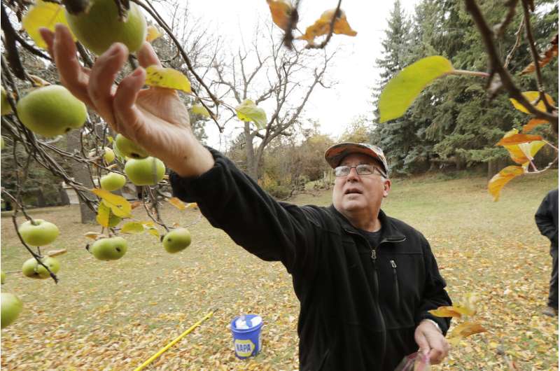 Apple sleuths hunt Northwest for varieties believed extinct