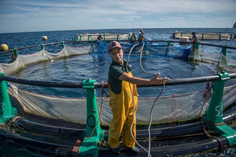 Aquaculture offers hope to struggling fishermen in the Moroccan city of M'diq