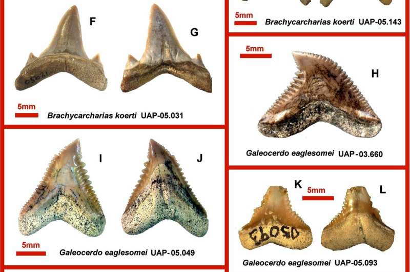 A rare assemblage of sharks and rays from nearshore environments of Eocene Madagascar