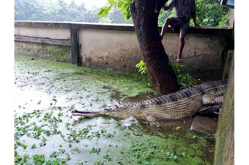 A rare gharial crocodile at a zoo in Bangladesh, where conservationsists hope a captive breeding program might save the critical