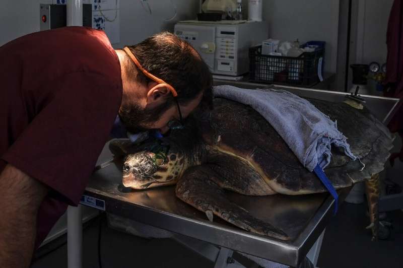 Archelon rescue centre for injured turtles receives some 70 new cases every year