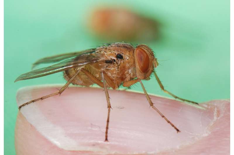 Are humans preventing flies from eavesdropping?