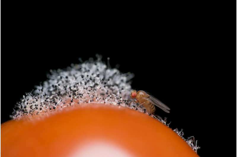 A repellent odor inhibits the perception of a pleasant odor in vinegar flies
