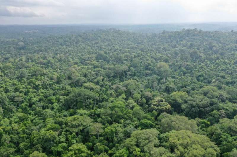 A report issued earlier this week said massive reforestation might help fight climate change