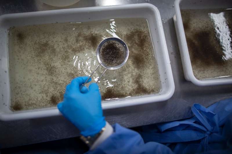 A researcher collects larvae from genetically modified Aedes aegypti mosquitoes in Rio—Brazil is one of several countries holdin