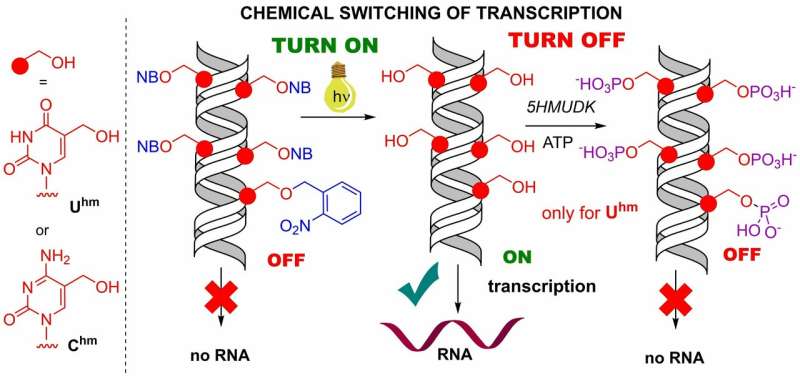 Artificial chemical DNA switch helps understand epigenetic mechanisms