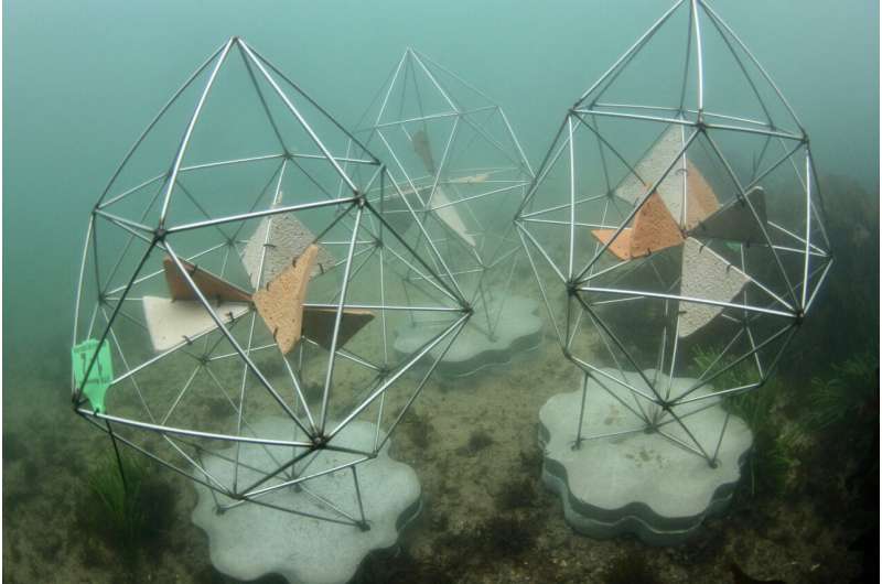 Artificial reef makes its debut at Sydney Opera House