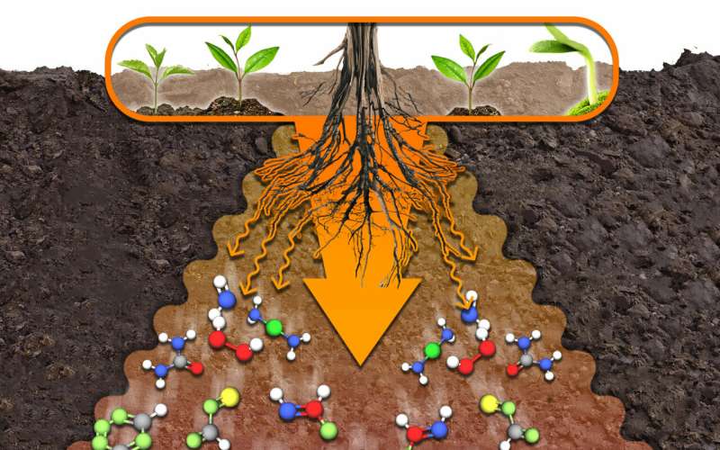 A RUDN Agrochemist Accelerated the Speed of Organic Substance Decomposition in the Soil 2 Times