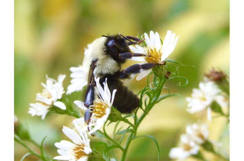 As bumblebee diets narrow, ours could too
