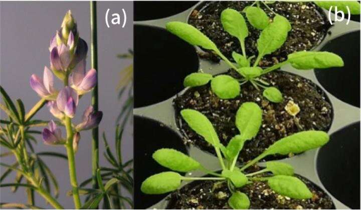 A scientific approach to recreate metabolic evolution in plants