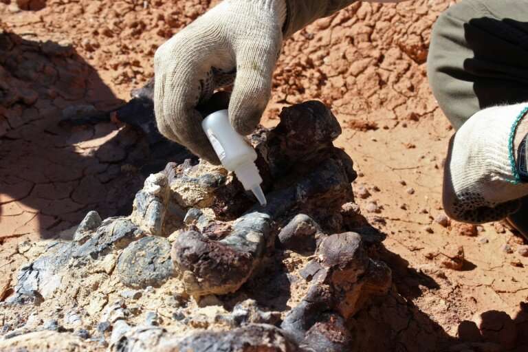 A scientist preparing samples of a fossil at the Ischigualasto National Park in San Juan provice, Argentina