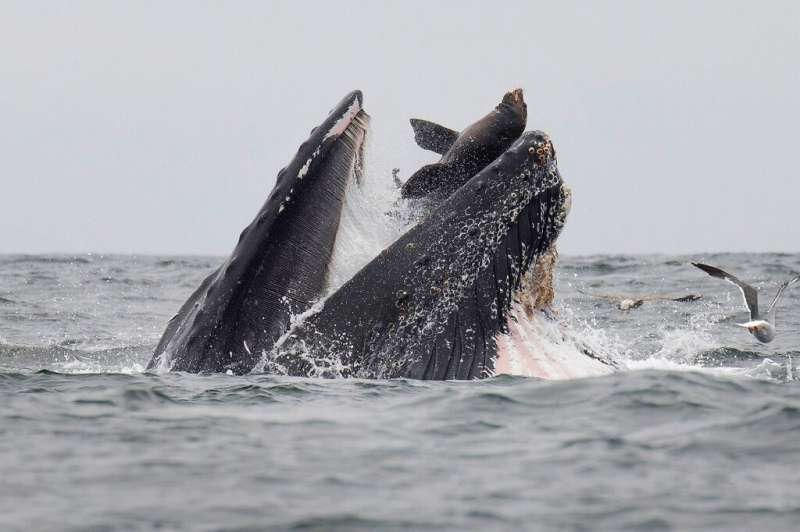 A sea lion accidentally caught in the mouth of a humpback whale in Monterey Bay, California