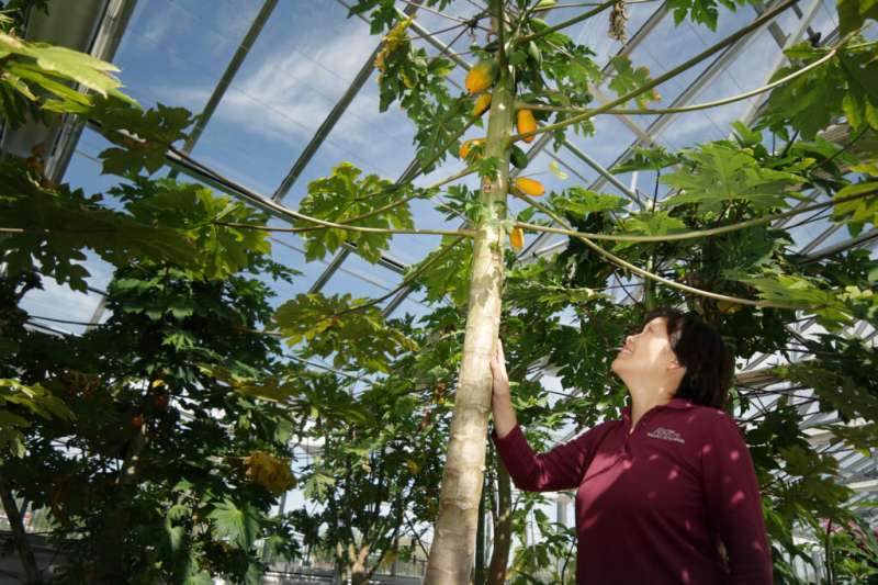 A sex-determining gene might help guarantee better papaya production