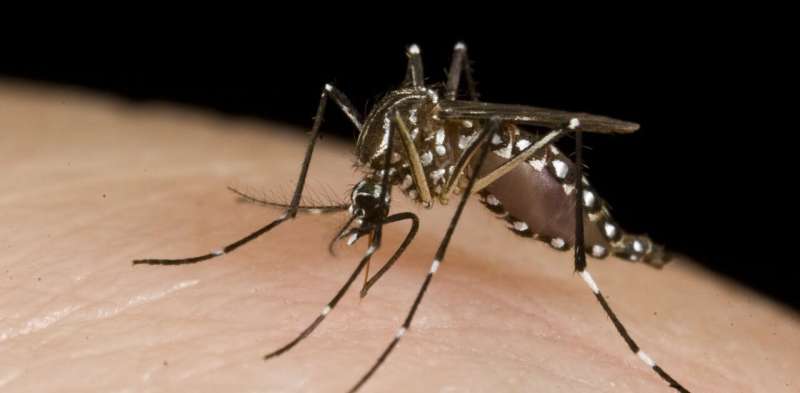 As heat strikes, here's one way to help fight disease-carrying and nuisance mosquitoes