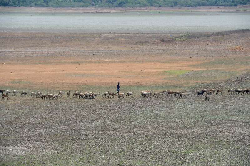 A shepherd and his flock walk across the dried out Puzhal reservoir on the outskirts of Chennai, which has been hit by drought a