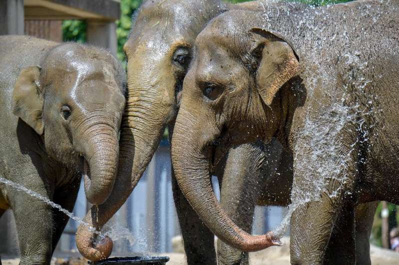 Asian elephants on June 25, 2019 in Berlin keep their cool