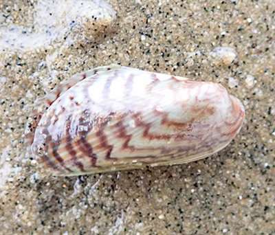 Asian mussel confirmed on British beaches