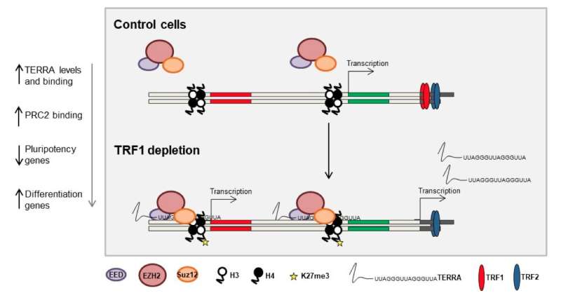 A single change at telomeres controls the ability of cells to generate a complete organism
