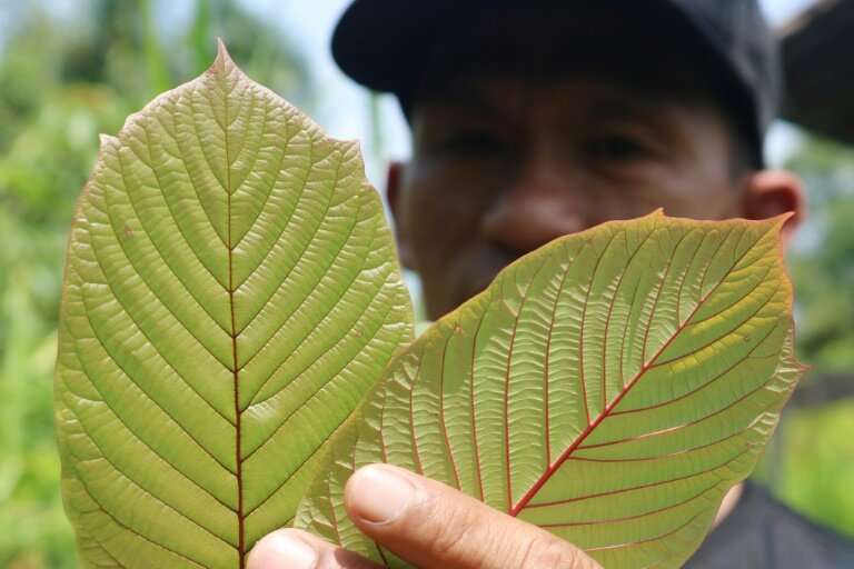 As many as five million Americans use kratom and that number is growing, according to the American Kratom Association