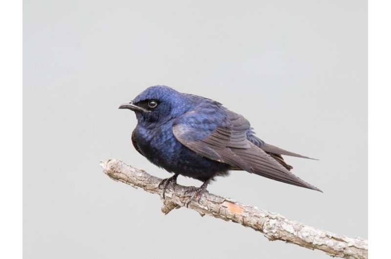A (sorta) good news story about a songbird and climate change