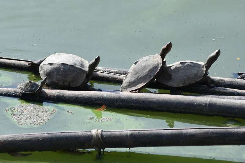 Assam state was once rich in freshwater turtles, but habitat loss and over-exploitation have massively depleted their population