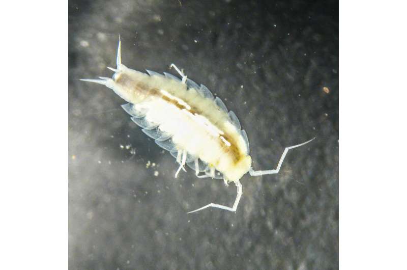 Astronaut trainees discover new crustacean species in cave training course