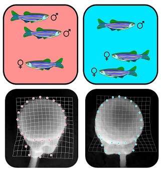 A study on zebrafish reveals how sexual rivalry can affect sperm function and quality