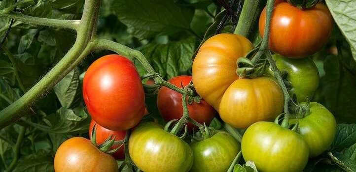 A symbiotic boost for greenhouse tomato plants