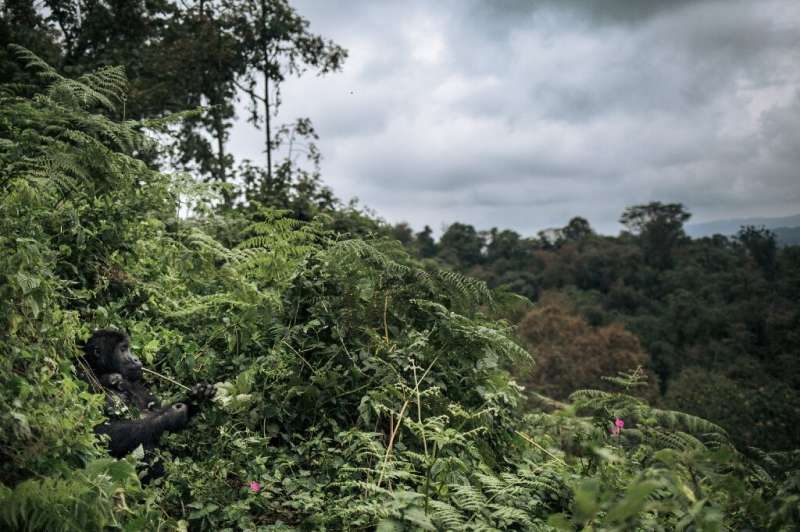 A third of tropical flora in Africa is threatened, including in southern Democratic Republic of Congo