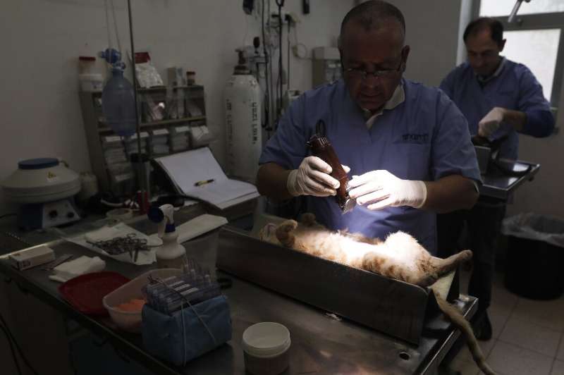 At least 15 stray cats a day are sterilised at Jerusalem's municipal veterinary centre
