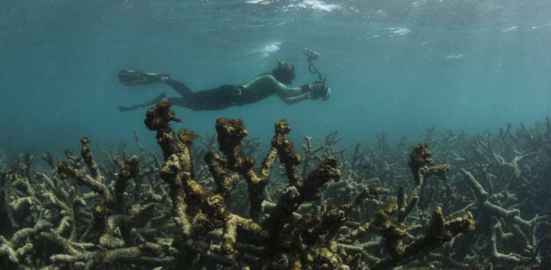 Attention United Nations: don't be fooled by Australia's latest report on the Great Barrier Reef
