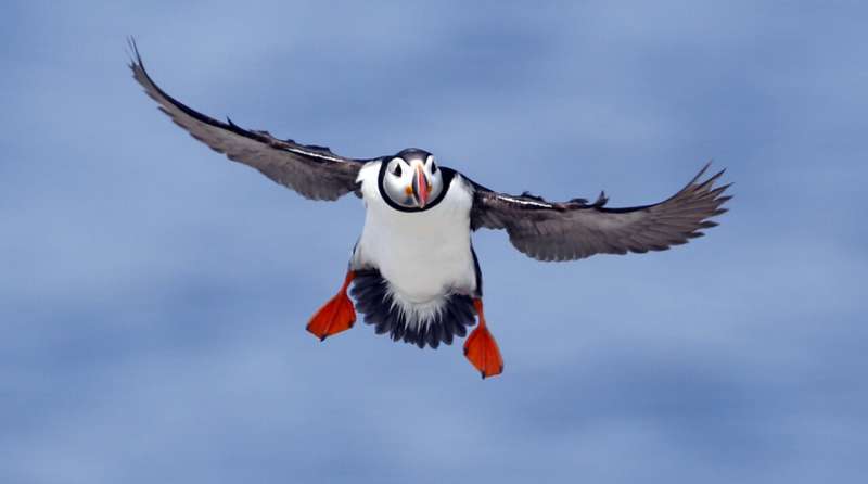 Audubon intervenes to protect ocean monument for puffins