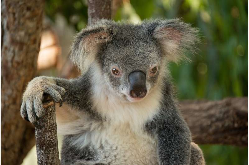 Aussie icon has the koalafications of both marsupials and primates