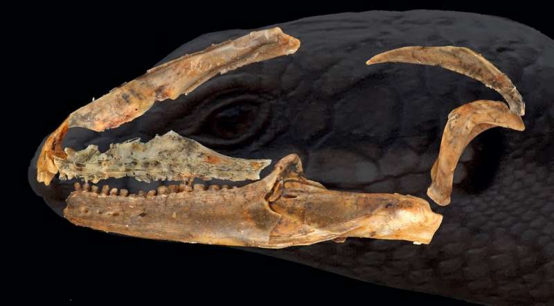 Australian blue tongue lizard ancestor was round-in-the-tooth