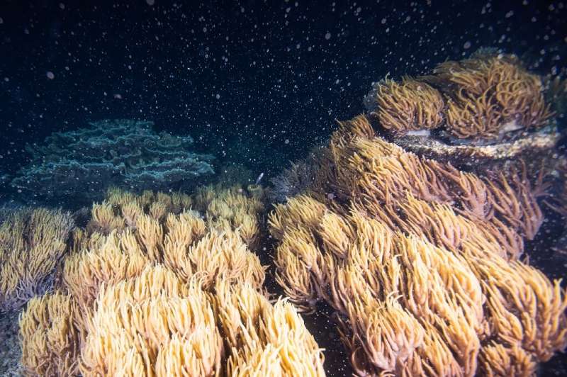 Australia's Great Barrier Reef, the world's largest reef system, goes into a spawning frenzy once a year