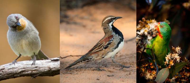 Australia's threatened birds declined by 59% over the past 30 years