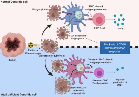 Autophagy in dendritic cells helps anticancer activity