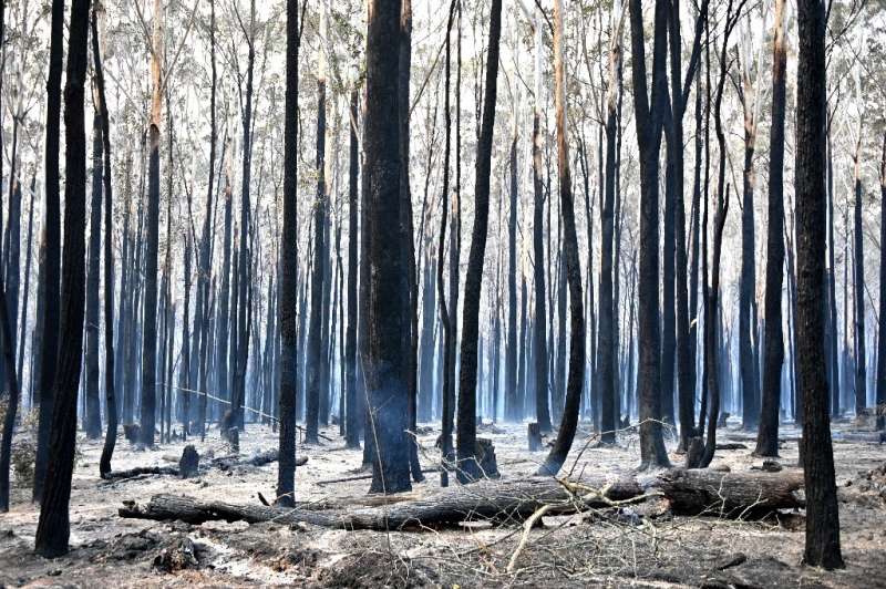 A vast area of New South Wales has already been burned by the fires