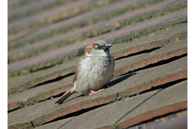 Avian malaria behind drastic decline of London's iconic sparrow?