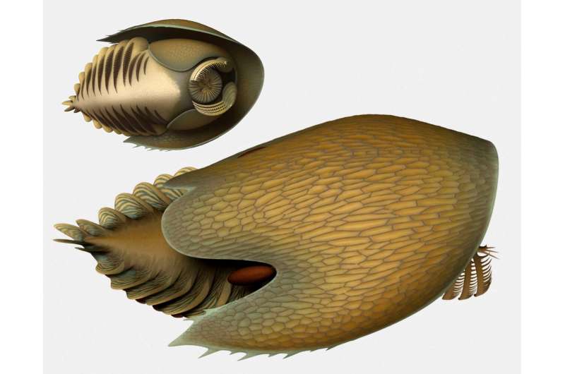 A voracious Cambrian predator, Cambroraster, is a new species from the Burgess Shale