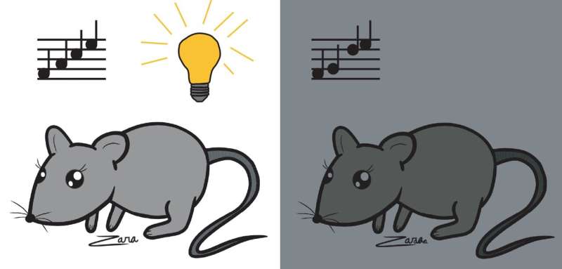 在黑暗的重新束脑细胞网络中的一周，改变成年小鼠的听力