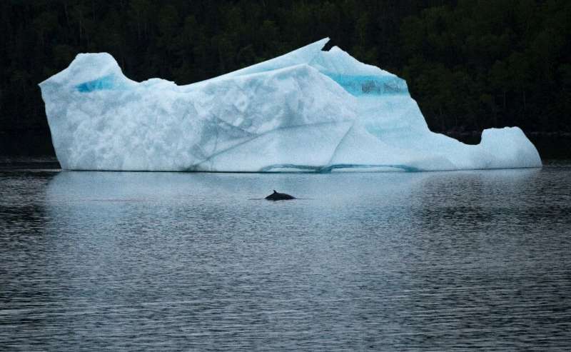 A whale swims in front of an iceberg at King's Point