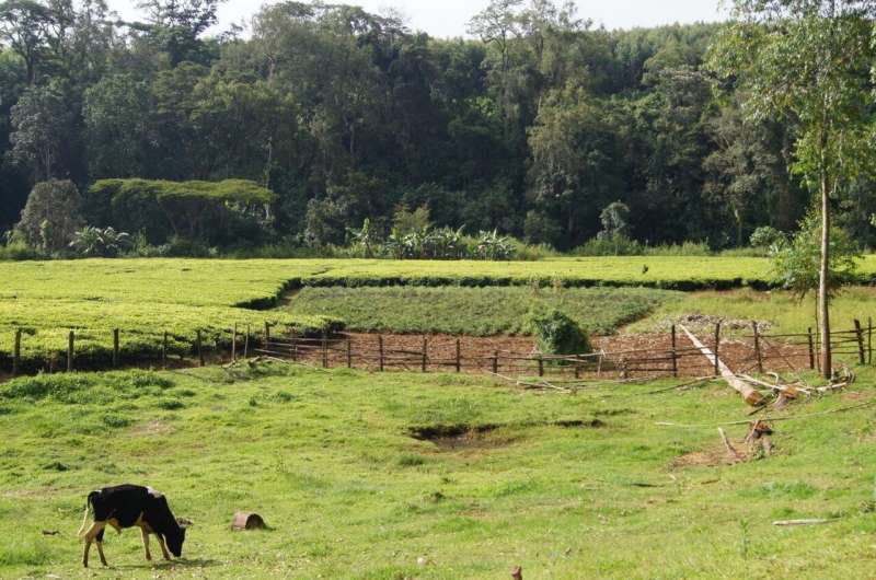 A win-win for forests and small-holder dairy farming in East Africa