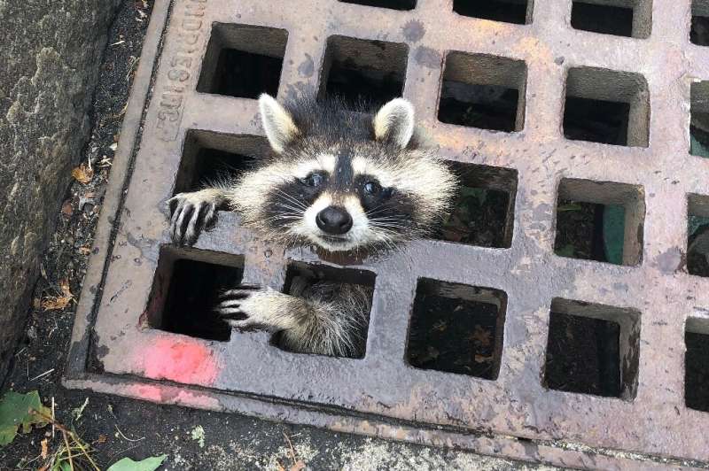 A young raccoon finds itself in a bit of a pinch and in need of rescue