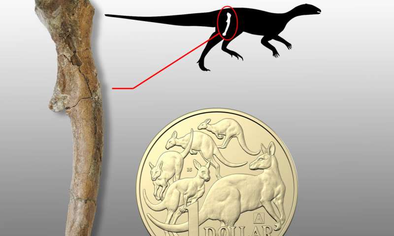 Baby dinosaurs found in Australia