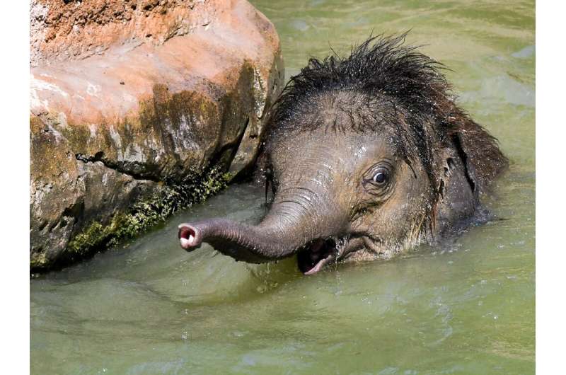Baby elephant Ben Long takes a cooling dip at the zoo in Leipzig in eastern Germany